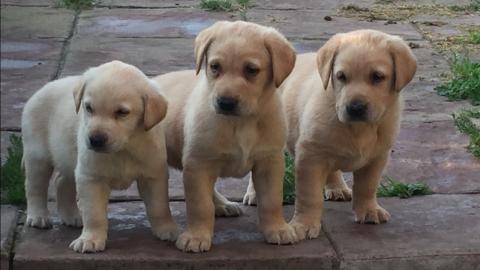 labrador welpen zur verfgung