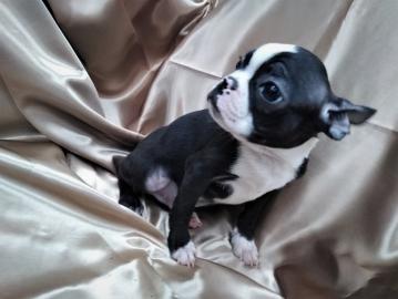 Zuckers??en boston terrier Welpen