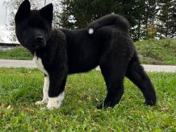 Amerikanische Akita +447438491302