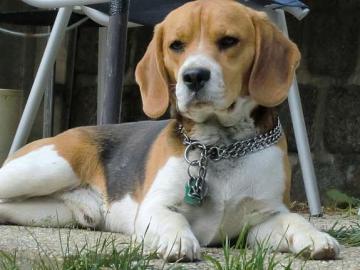 Beagle Welpen