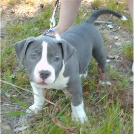 Weihnachten American Blue-Line Pit Bull