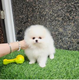 MINI Pomeranian Spitz Welpe