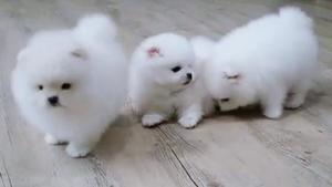 Liebevolles MINI POMERANIAN ZWERGSPITZ B