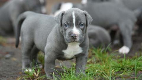 Typvolle American Staffordshire Welpen B