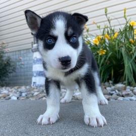 Siberian Husky zur Adoption.  4 liebevoll