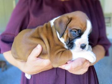 Boxerwelpen suchen ein neues Zuhause