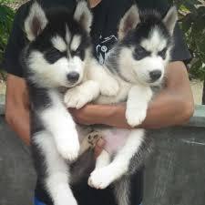 Siberian Husky Welpen