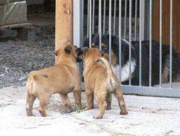 Qualitt Welpen Malinois