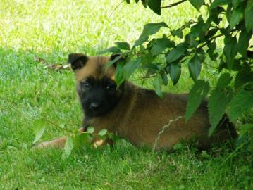 Qualitt Welpen Malinois