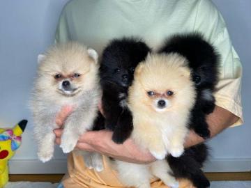 Weihnachten MINI POMERANIAN ZWERGSPITZ B