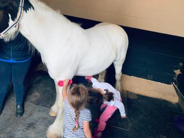 s??er Hayley 2 Piebald Cob