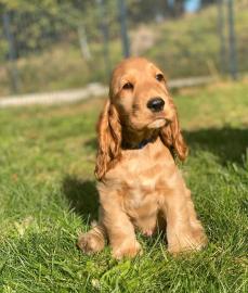 Qualit?t Cocker Spaniel Welpen zu verkau