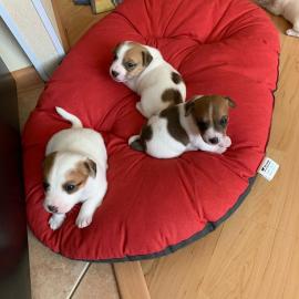 Jack Russell Terrier welpen zu verkaufen