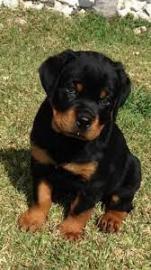 Sch?ner Rottweiler Welpe abzugeben. Whats