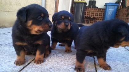 Reinrassige Rottweiler welpen