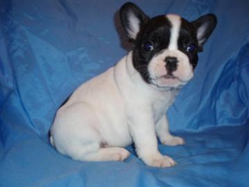 Franzsische Bulldogge Welpen