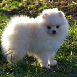 Zwergspitz/Pomeranian Welpen mit Stammba