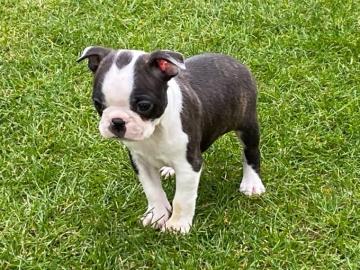 Boston Terrier Welpen FCI