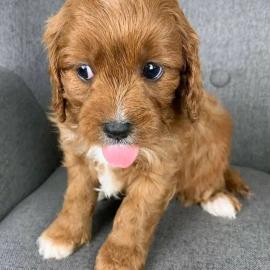 Cavapoo-Welpen zur Adoption, WhatsApp-Nu