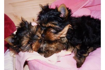 Yorkshire Terrier Welpen