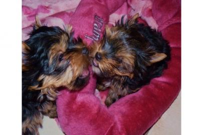 Yorkshire Terrier Welpen