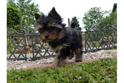 Yorkshire Terrier Welpen