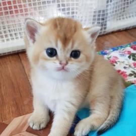 Baby kitten mit papieren