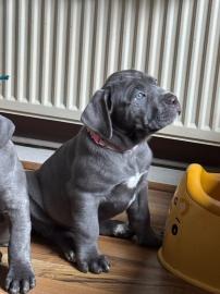 Cane Corso Welpen mit papieren whatsapp