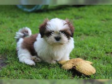 Weihnachten Shih Tzu Welpen mit Papieren