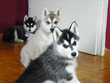 Siberian Husky Welpen mit Stammbaum