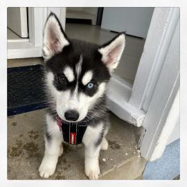 Siberian Husky erh?ltlich