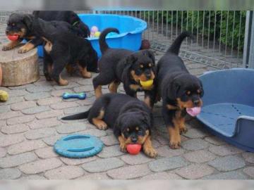 Weihnachten ADRK Rottweilerwelpen abzuge