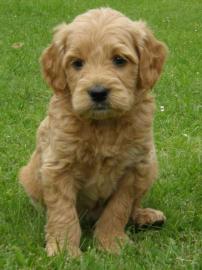 Wundersch?ne Goldendoodle Welpen zu verk