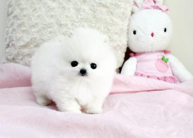 MINI POMERANIAN WELPEN MIT PAPIEREN