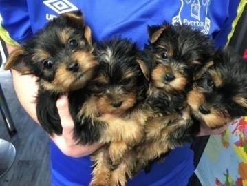 Perfekt Biewer Yorkshire Terrier mit Pap