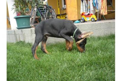 Schne reinrassige Dobermannwelpen mit P