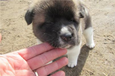 Akita Inu Welpen in rot abzuge