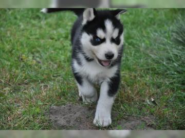 Siberian Husky Welpen zu verkaufen