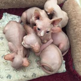 Sphynxkatze-WHATSAPP: +4368120926227