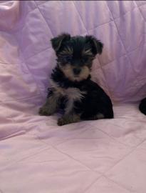 Yorkshire Terrier Welpen VDH whatsapp Nu