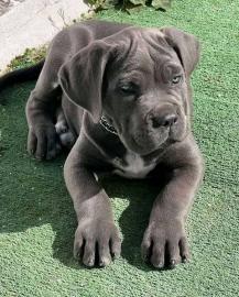 Cane Corso Welpen zur Adoption WhatsApp-