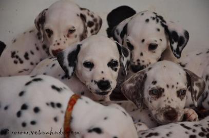 dalmatian puppies for sale