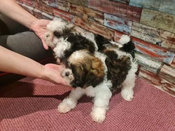 Charmante Babyschlampe Shih Tzu welpen