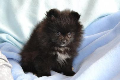 Pomeranian welpen++