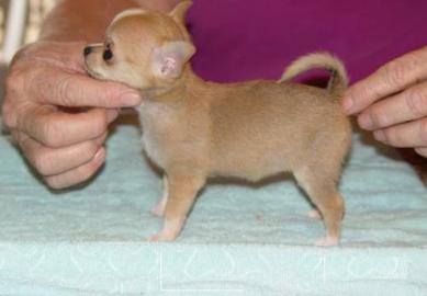 Wundersch?ne Mini Chihuahua Babys