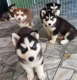 Siberian Husky zur Adoption.  4 liebevoll