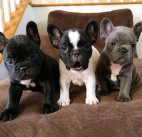 Franz?sische Bulldogge,Welpen,R?de&H?ndi