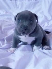 American Pit Bull Welpen Blueline