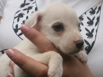 SSSE JACK RUSSELL TERRIER HNDIN