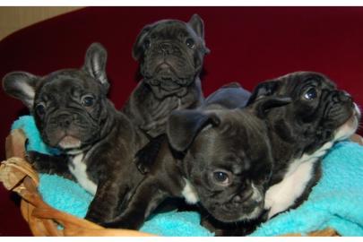 Franzsische Bulldoggen Welpen